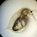 capture daphnia